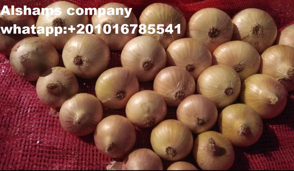 Product image - Alshams company for general import & export
 Ready to export now ✅✅
#Fresh_onions💥
With high quality and best price 💯
Packing : 25 kilo per bag 
● we can Delivery your request for any country
● Grade A
● for Orders please send your message or call Us 00201016785541
Or send Email : alshams.info@yahoo.com
● Sales manager
mrs/ Donia Mostafa
